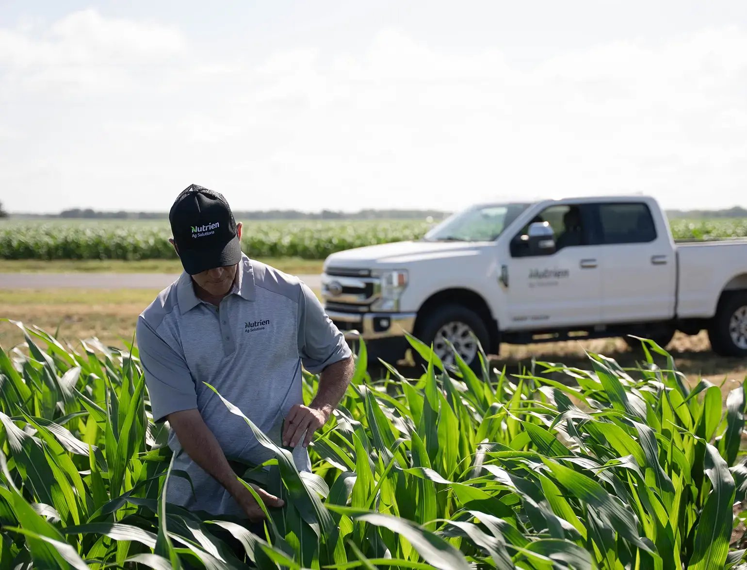 Person inspecting corn plants in a field with a white pickup truck parked in the background.